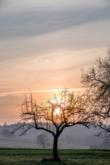 Obstbäume im Winter