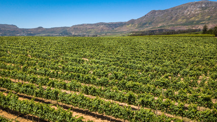 Fototapeta na wymiar Vineyards on a wine estate in the Western Cape Province, South Africa
