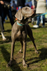 Fototapeta premium dog