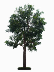 Obraz premium Isolated tree with green leaf.