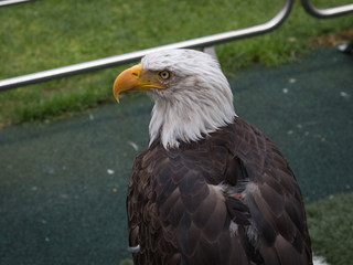 Portrait of an American Bald Eagle inside Soccer Stadium