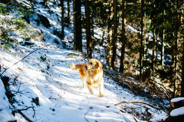 Golden retriever in the fir and larch forest in winter, snowy trail sprinkled with snow,