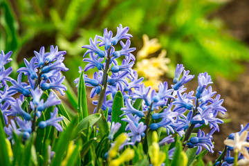 Frueh Jahr 2018 hyazinthe Oster Glocke im Lenz Garten