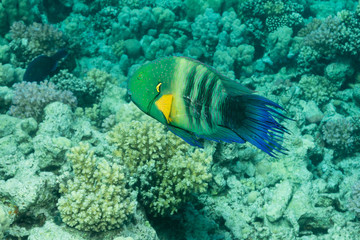 Fototapeta na wymiar Prachtlippfisch am Korallenriff