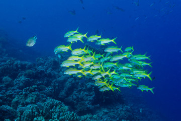 Fischschwarm am Korallenriff