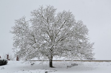 Arbre couvert de neige