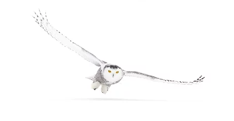 Papier Peint photo Hibou Harfang des neiges (Bubo scandiacus) isolé sur fond blanc vole bas chasse sur un champ enneigé ouvert au Canada