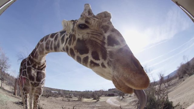 Giraffe sticking tongue out to eat from tourist hands