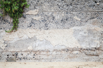 Green plant grows over old concrete wall