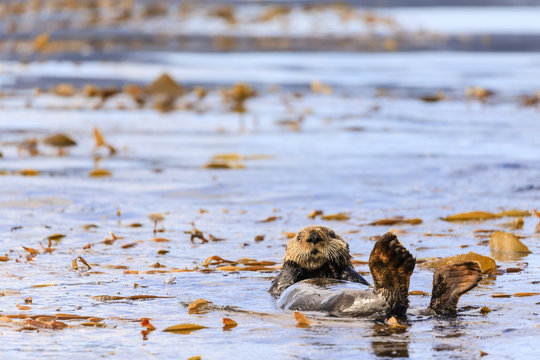 Sea otter (Enhyrda lutris), endangered species, calm waters of Sitka Sound, Sitka, Northern Panhandle, Southeast Alaska