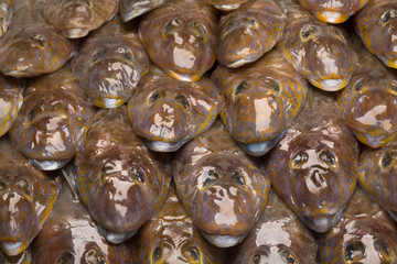  Fresh raw flathead fishes
