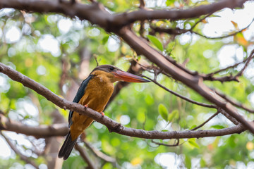 Stork-billed Kingfisher bird