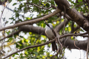 Little Bird