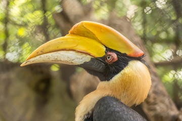 Great hornbill © Ake