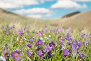 Alpine meadow