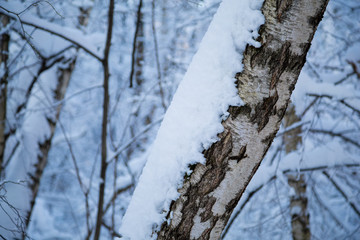 Beautiful birch trunk covered with fresh snow