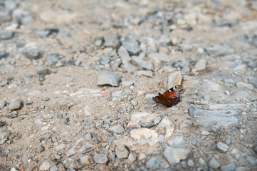 Summer and spring photo of a butterfly on a rocky ground. Beautiful multi-colored butterfly macro as background and place for your text.