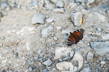 Summer and spring photo of a butterfly on a rocky ground. Beautiful multi-colored butterfly macro as background and place for your text.