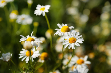 Summer and spring photography of a camomile field. Flowers macro as a background and place for your text.
