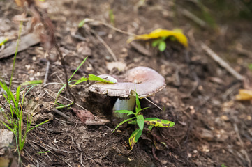 How does a mushroom grow on the ground with grass. Fungus macro