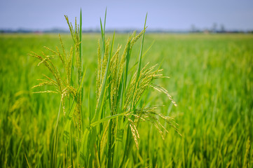 View of paddy fields at malaysia