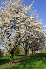 Blühende Kirschbäume in Reihe