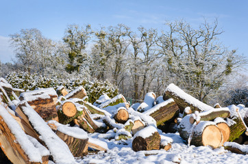 heap of large tree logs covered in snow in front of old trees on a clear winter day