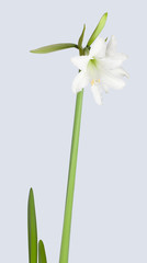 Amaryllis Hippeastrum sonatini Swan Lake isolated on gray background