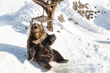 Obraz premium Hokkaido brown bear during winter Japan