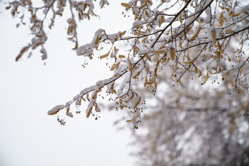 Linden. Snow. Branches.