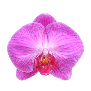 Close-up of pink orchid phalaenopsis isolated on white