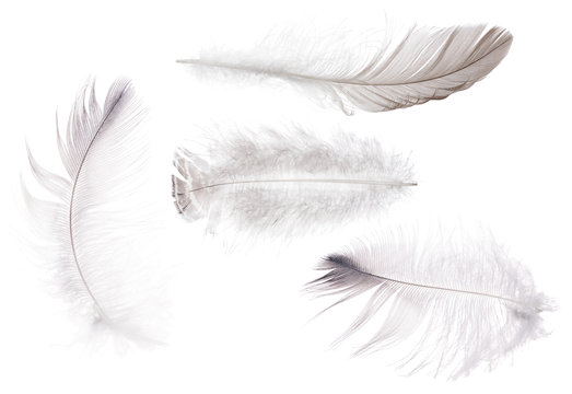 four fluffy isolated light grey feathers