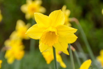 A Daffodil