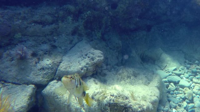 Fish Painted comber (Serranus scriba) - Sciarrano in italian -  faces camera  in the Mediterranean Sea in Sicily, Italy.