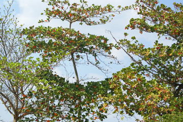 tree and blue sky