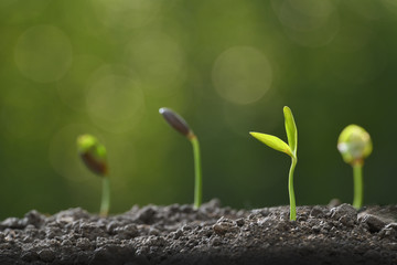 Group of green sprouts growing out from soil