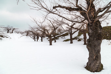 Deciduous cherry trees during winter at fort Goyokaku, Hokkaido Japan.