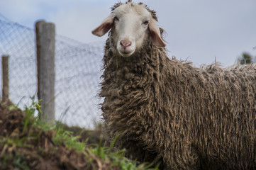 sheep in the wood (pecore nei boschi)