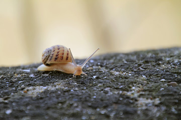 Snail crawling over a rock