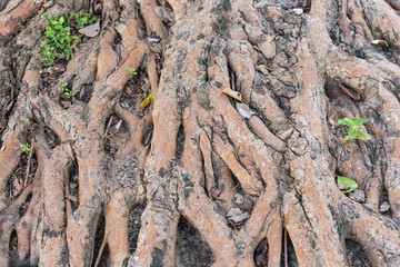 chaos of tree roots