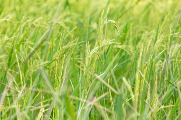 Fototapeta na wymiar An organic asian golden rice farm during the sun set in the countryside of Thailand.