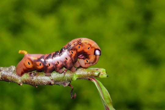 Image of Caterpillar Oleander Hawk-moth (Daphnis nerii) on tree branch. Worm. Insect. Animal.