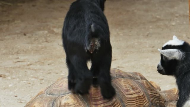 Baby Goats Climbing on Top of Large Tortoise, 4K