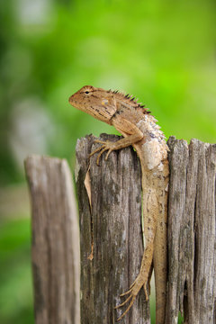 Image of brown chameleon on the stumps on the natural background. Reptile. Animal.