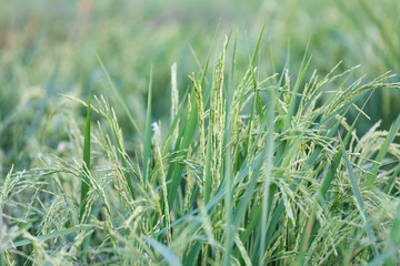 An organic asian golden rice farm during the sun set in the countryside of Thailand.