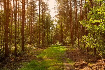 Fototapeta premium waldweg im gegenlicht