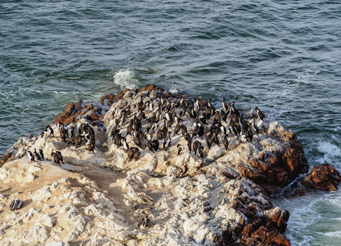 Humboldt penguins (Spheniscus humboldt) on the rock in Lagunillas, Paracas National Reserve, Ica Region, Peru
