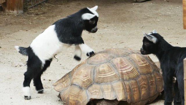 Baby Goats Climbing on Top of Large Tortoise, 4K