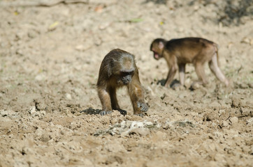 Naklejka na ściany i meble Stump-tailed macaque (Macaca arctoides)