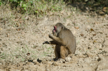 Stump-tailed macaque (Macaca arctoides)